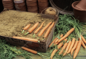 conservation légumes pour tout au long de l'hiver