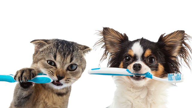 Le Brossage des Dents pour Animaux