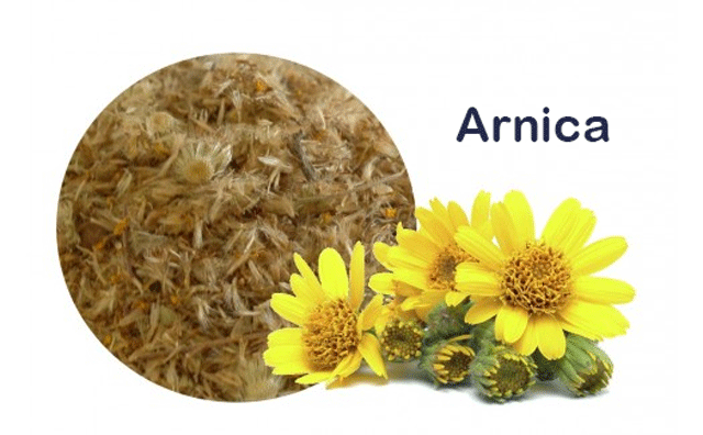 L'Arnica :bienfaits