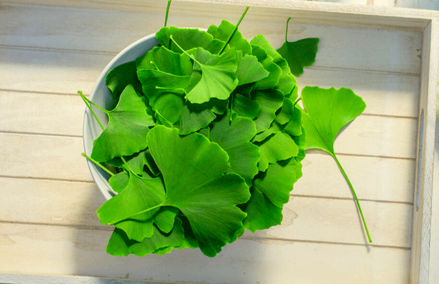 Le ginkgo biloba améliore la mémoire